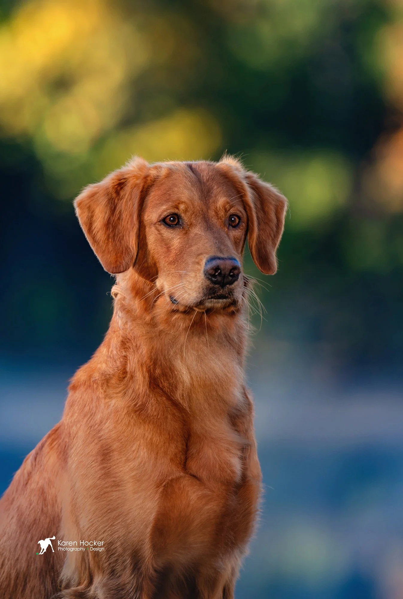 Kiwi — Rifka Retrievers